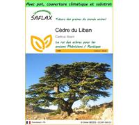 SAFLAX Garden to go - Cèdre du Liban - 20 graines - Cedrus