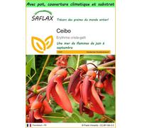 SAFLAX Garden to go - Ceibo - 6 graines - Erythrina