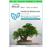 SAFLAX Garden to go - Cerisier de Sainte-Lucie - 30 graines - Prunus