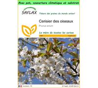 SAFLAX Garden to go - Cerisier des oiseaux - 10 graines - Prunus