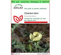SAFLAX Garden to go - Chardon béni - 50 graines - Cnicus