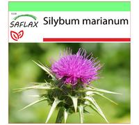 SAFLAX - Garden to go - Chardon-Marie - 75 graines - Avec pot, couvercle climatique et substrat de culture - Silybum marianum