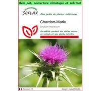 SAFLAX Garden to go - Chardon-Marie - 75 graines - Silybum