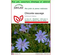SAFLAX Garden to go - Chicorée sauvage - 250 graines - Cichorium