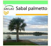 SAFLAX - Garden to go - Chou palmiste - 8 graines - Avec pot, couvercle climatique et substrat de culture - Sabal palmetto