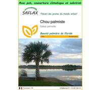 SAFLAX Garden to go - Chou palmiste - 8 graines - Sabal