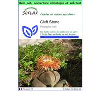 SAFLAX Garden to go - Cleft Stone - 40 graines - Pleiospilos
