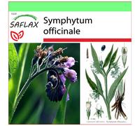 SAFLAX - Garden to go - Consoude - 15 graines - Avec pot, couvercle climatique et substrat de culture - Symphytum officinale