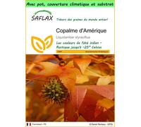 SAFLAX Garden to go - Copalme d'Amérique - 100 graines - Liquidamber
