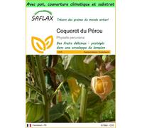 SAFLAX Garden to go - Coqueret du Pérou - 100 graines - Physalis