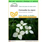 SAFLAX Garden to go - Cornouiller du Japon - 30 graines - Cornus