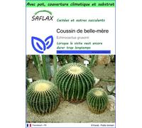 SAFLAX Garden to go - Coussin de belle-mère - 40 graines - Echinocactus