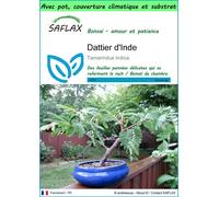 SAFLAX Garden to go - Dattier d'Inde - 4 graines - Tamarindus