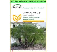 SAFLAX Garden to go - Dattier du Mékong - 25 graines - Phoenix