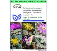 SAFLAX Garden to go - Des pierres fleurissantes / Mélange de Conophytum - 40 graines - Conophytum