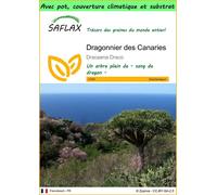 SAFLAX Garden to go - Dragonnier des Canaries - 5 graines - Dracaena
