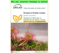 SAFLAX Garden to go - Droséra à feuilles rondes - 50 graines - Drosera
