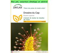 SAFLAX Garden to go - Droséra du Cap - 200 graines - Drosera