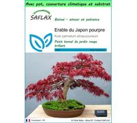 SAFLAX Garden to go - Erable du Japon pourpre - 20 graines - Acer