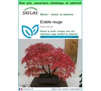SAFLAX Garden to go - Erable rouge - 20 graines - Acer