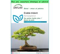 SAFLAX Garden to go - Erable trident - 30 graines - Acer