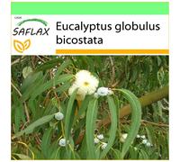 SAFLAX - Garden to go - Eucalyptus (bicostata) - 100 graines - Avec pot, couvercle climatique et substrat de culture - Eucalyptus globulus bicostata