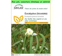 SAFLAX Garden to go - Eucalyptus (bicostata) - 100 graines - Eucalyptus