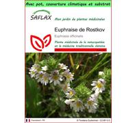SAFLAX Garden to go - Euphraise de Rostkov - 200 graines - Euphrasia