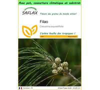 SAFLAX Garden to go - Filao - 200 graines - Casuarina