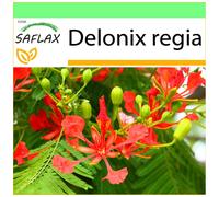 SAFLAX - Garden to go - Flamboyant - 6 graines - Avec pot, couvercle climatique et substrat de culture - Delonix regia