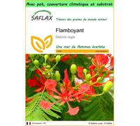 SAFLAX Garden to go - Flamboyant - 6 graines - Delonix
