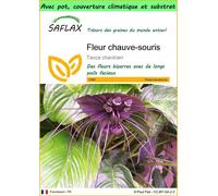 SAFLAX Garden to go - Fleur chauve-souris - 10 graines - Tacca