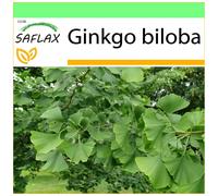 SAFLAX - Garden to go - Ginkgo - 4 graines - Avec pot, couvercle climatique et substrat de culture - Ginkgo biloba
