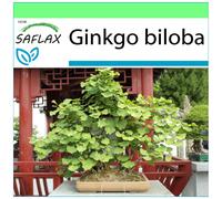 SAFLAX - Garden to go - Ginkgo - 4 graines - Avec pot, couvercle climatique et substrat de culture - Ginkgo biloba