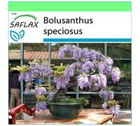 SAFLAX - Garden to go - Glycine arbre - 15 graines - Avec pot, couvercle climatique et substrat de culture - Bolusanthus speciosus