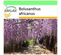 SAFLAX - Garden to go - Glycine arbre - 15 graines - Avec pot, couvercle climatique et substrat de culture - Bolusanthus africanus