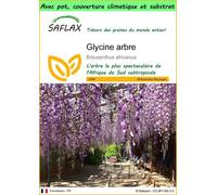 SAFLAX Garden to go - Glycine arbre - 15 graines - Bolusanthus