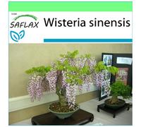 SAFLAX - Garden to go - Glycine de Chine - 4 graines - Avec pot, couvercle climatique et substrat de culture - Wisteria sinensis