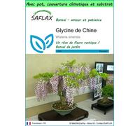 SAFLAX Garden to go - Glycine de Chine - 4 graines - Wisteria