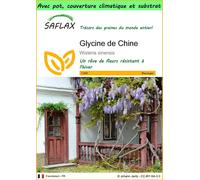 SAFLAX Garden to go - Glycine de Chine - 4 graines - Wisteria