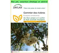 SAFLAX Garden to go - Gommier des rivières - 200 graines - Eucalyptus