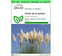 SAFLAX Garden to go - Herbe de la pampa - 200 graines - Cortaderia