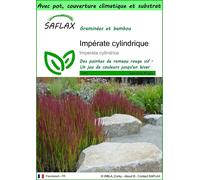 SAFLAX Garden to go - Impérate cylindrique - 50 graines - Imperata