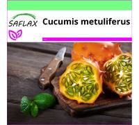 SAFLAX - Garden to go - Kiwano concombre à cornes - 10 graines - Avec pot, couvercle climatique et substrat de culture - Cucumis metuliferus