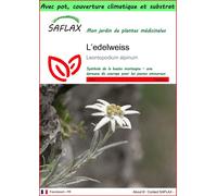 SAFLAX Garden to go - L’edelweiss - 500 graines - Leontopodium