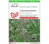 SAFLAX Garden to go - La bourse-à-pasteur - 1000 graines - Capsella