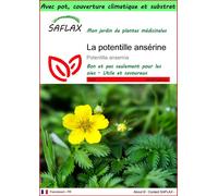 SAFLAX Garden to go - La potentille ansérine - 20 graines - Potentilla