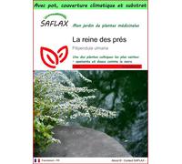 SAFLAX Garden to go - La reine des prés - 500 graines - Filipendula