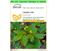 SAFLAX Garden to go - Laurier vrai - 6 graines - Laurus