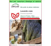 SAFLAX Garden to go - Lavande vraie - 150 graines - Lavandula